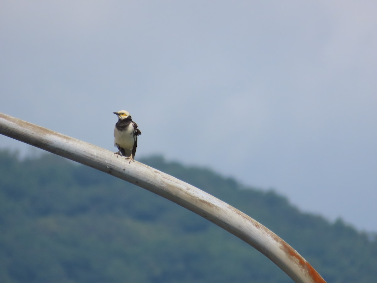 Black-collared Starling - 韋勳 陳