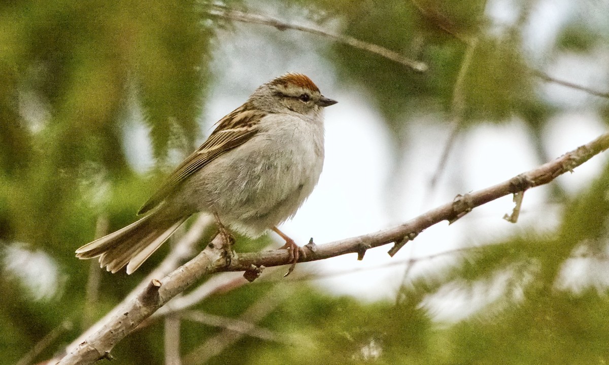 Chipping Sparrow - ML619264088