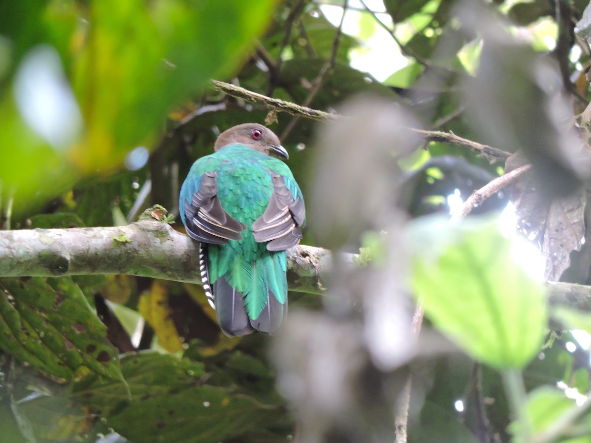 Crested Quetzal - Nelly Mayorca