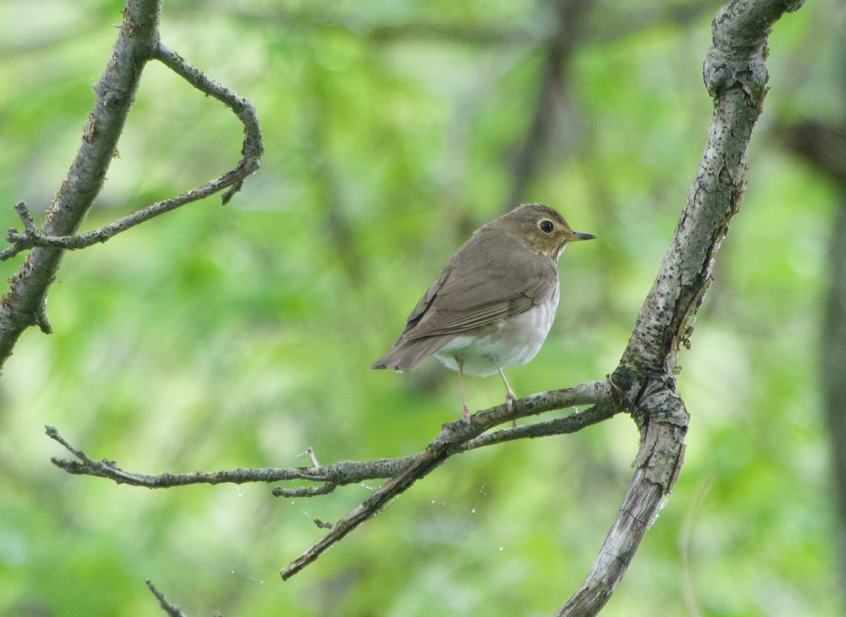 Swainson's Thrush - Jerry Horak