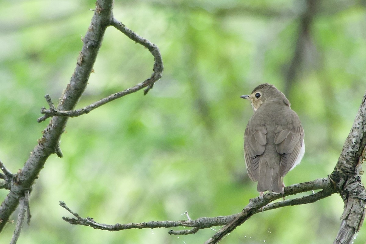 Swainson's Thrush - Jerry Horak