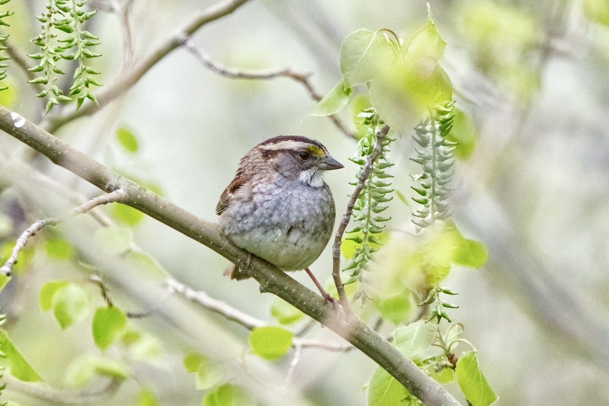 White-throated Sparrow - ML619264102