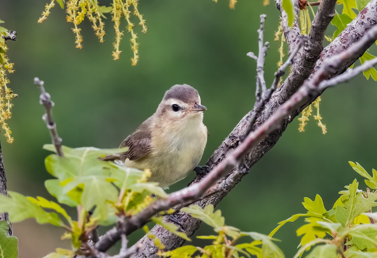 Warbling Vireo - Jim Merritt