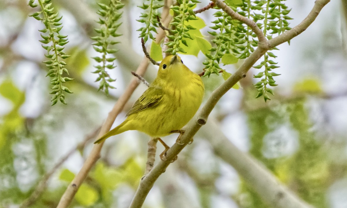 Yellow Warbler (Northern) - Joel Weatherly