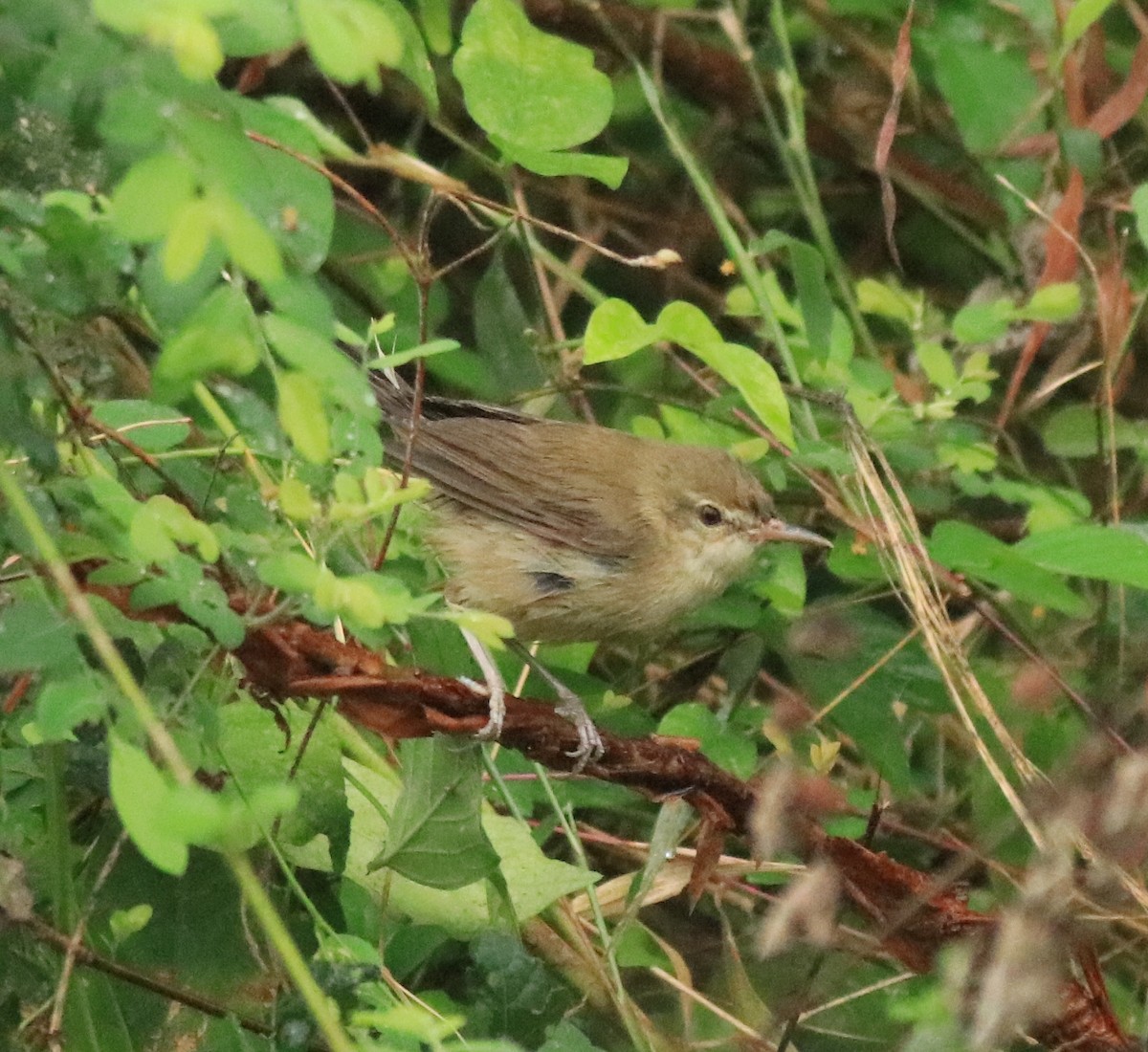 Blyth's Reed Warbler - Afsar Nayakkan