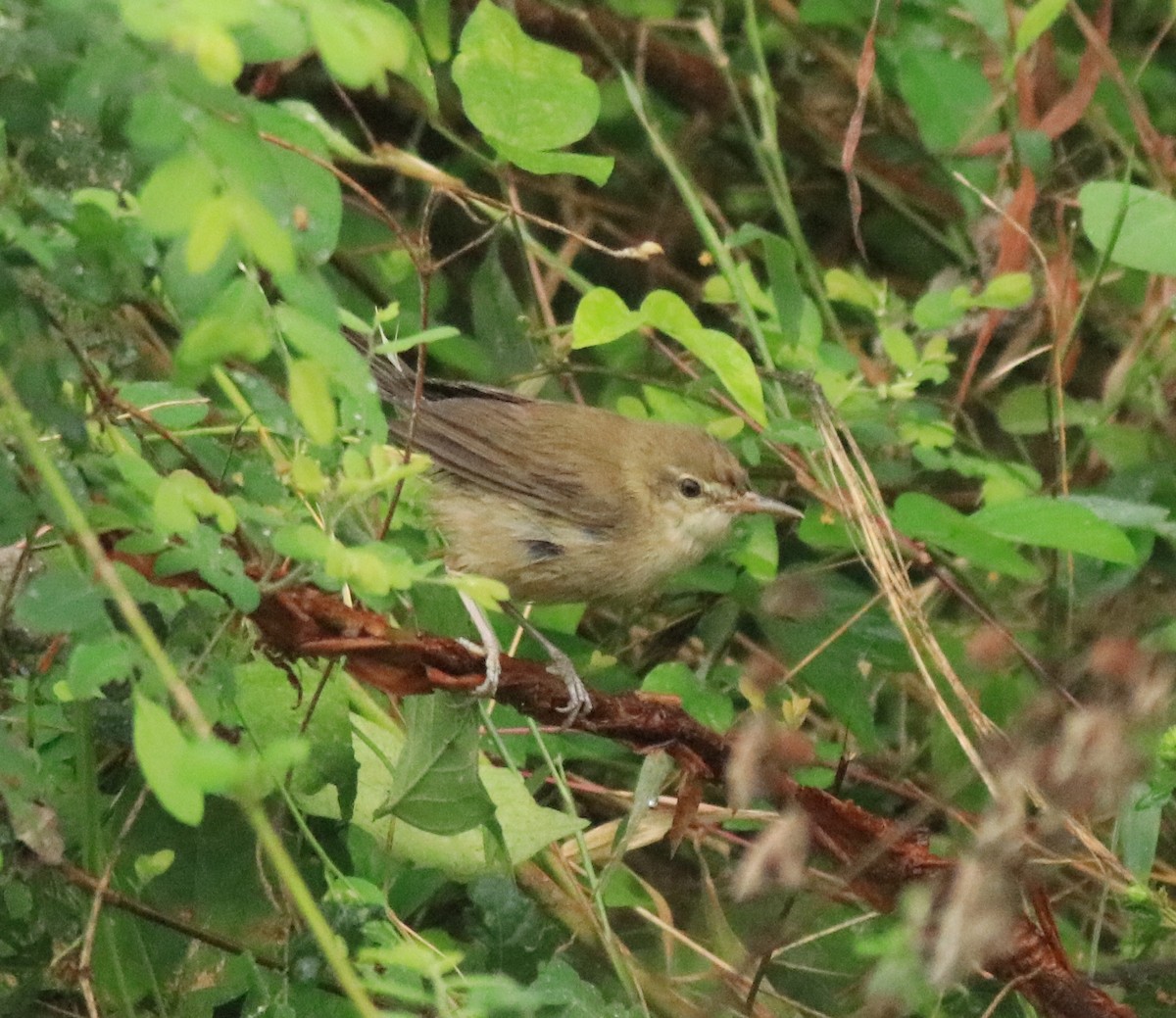 Blyth's Reed Warbler - Afsar Nayakkan