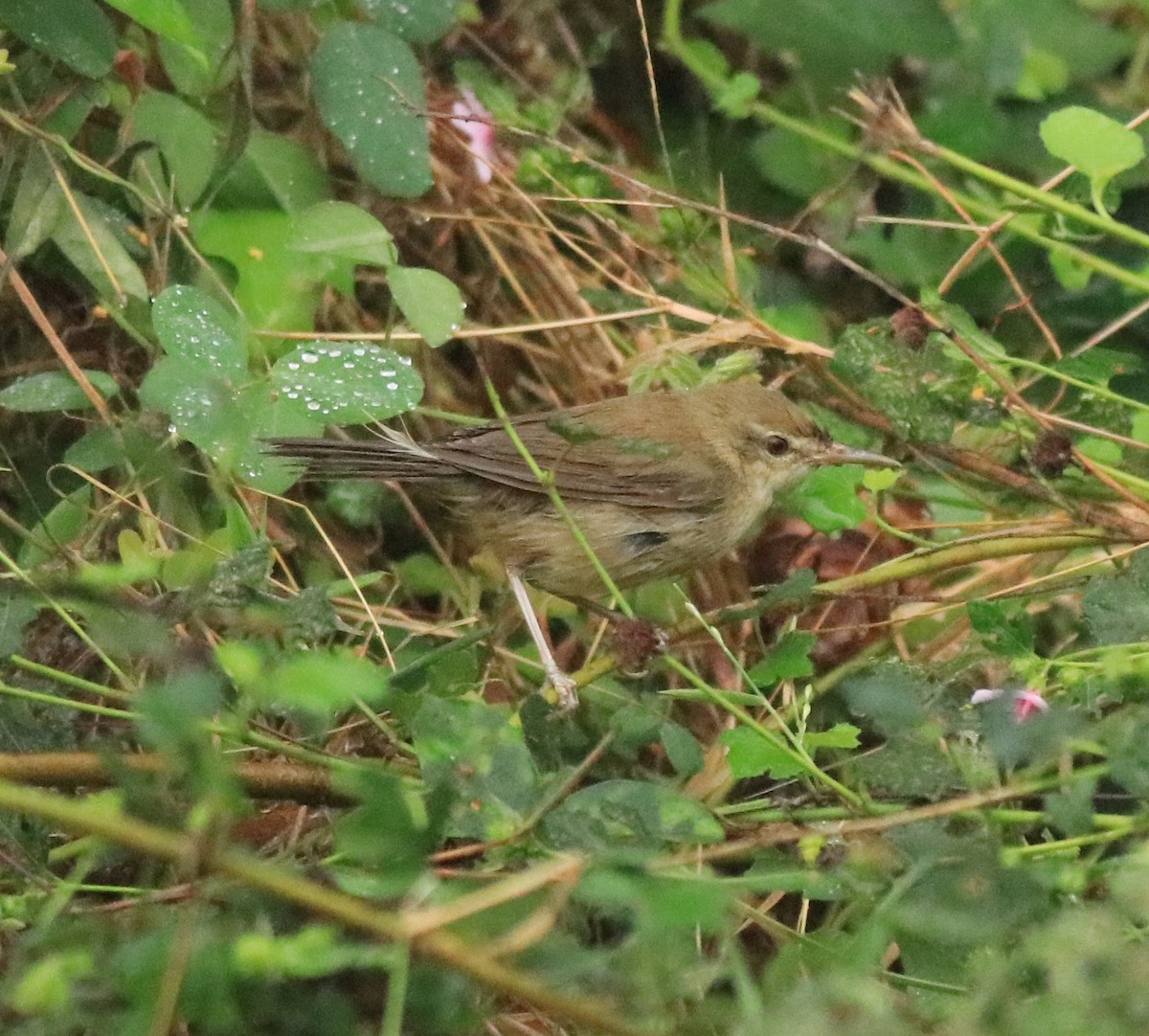 Blyth's Reed Warbler - Afsar Nayakkan