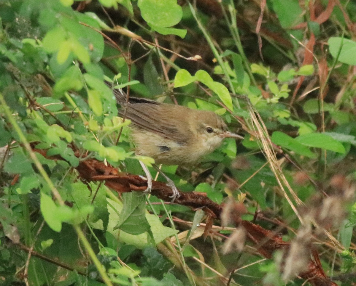 Blyth's Reed Warbler - Afsar Nayakkan