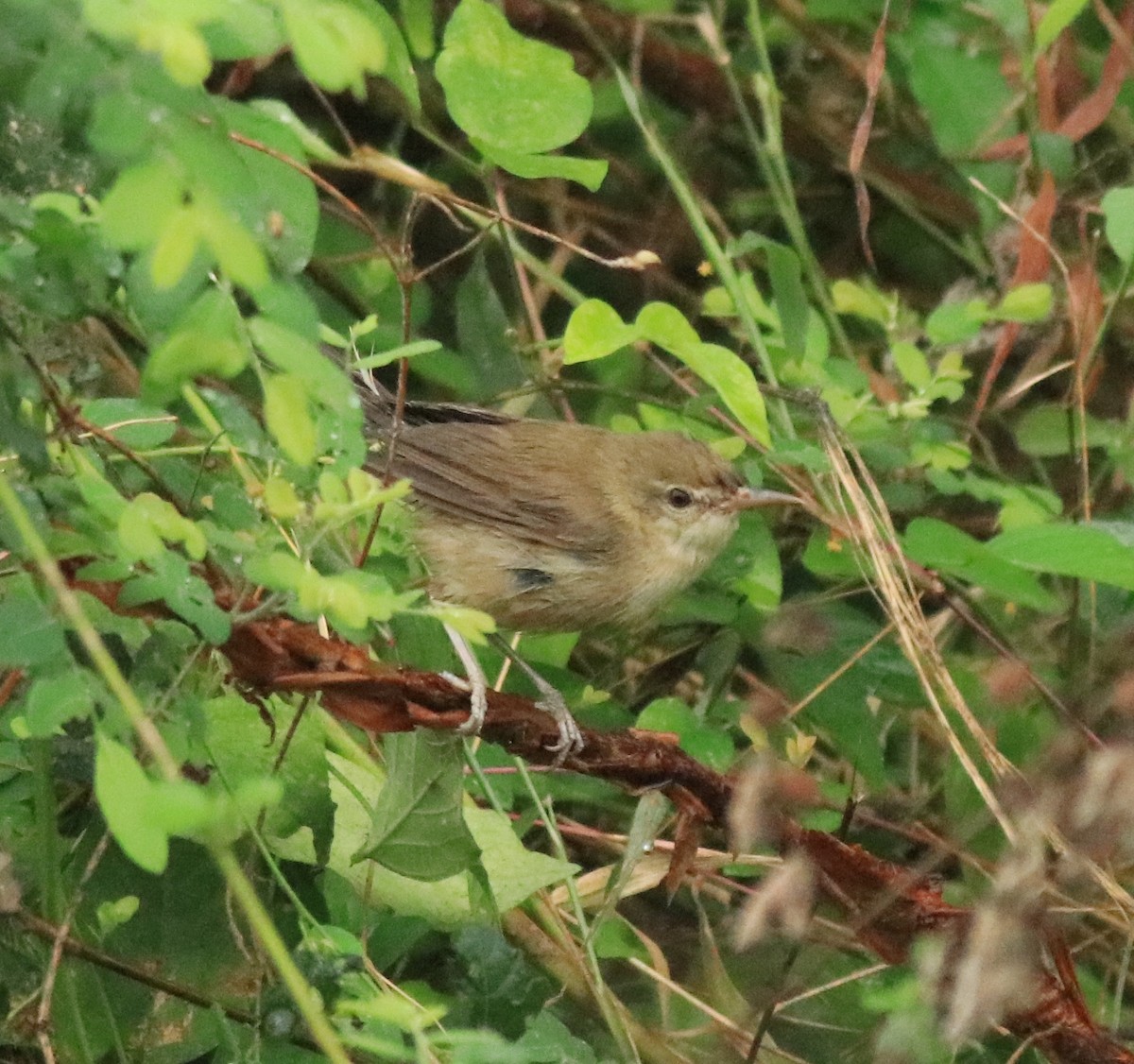 Blyth's Reed Warbler - Afsar Nayakkan