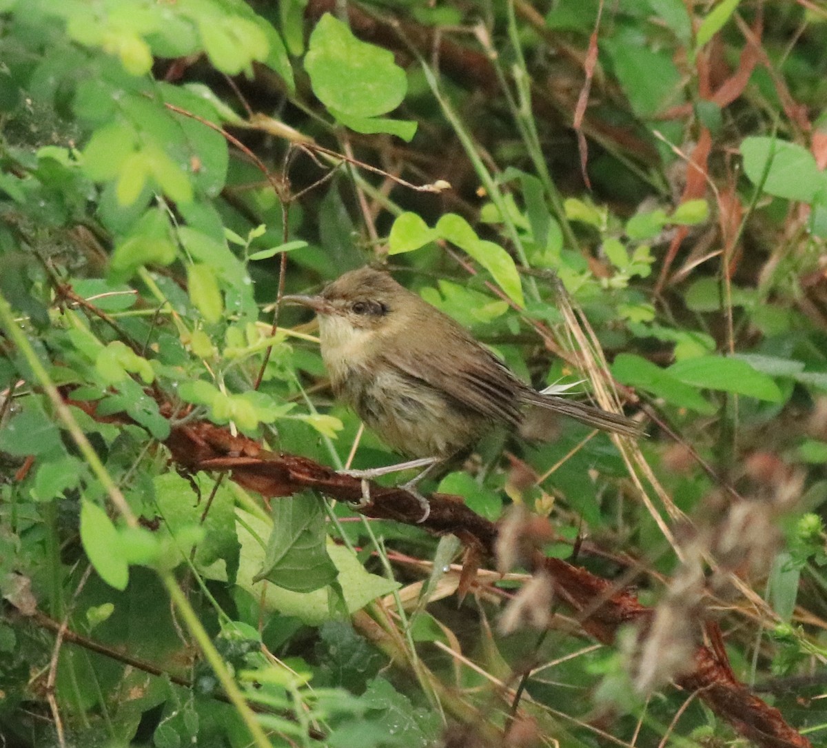 Blyth's Reed Warbler - Afsar Nayakkan