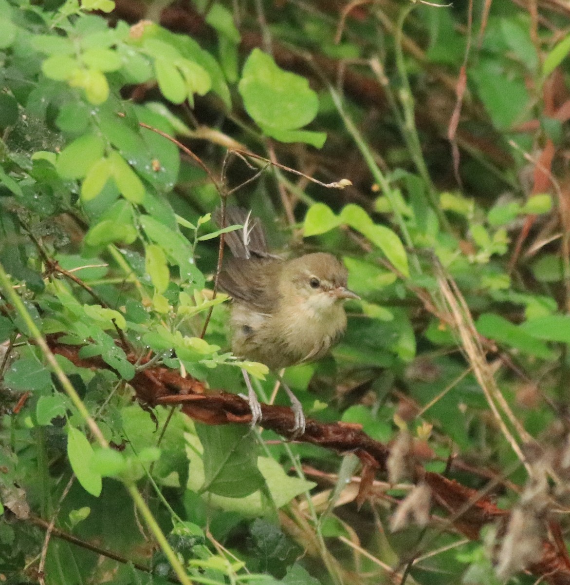 Blyth's Reed Warbler - Afsar Nayakkan