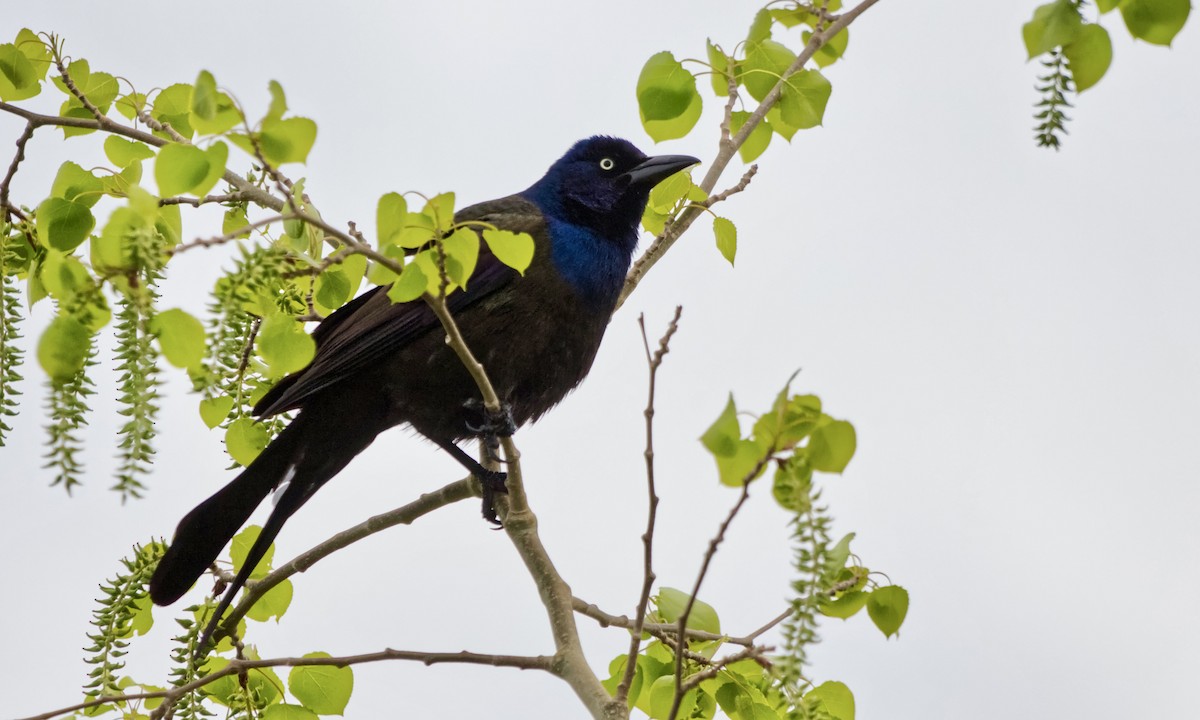 Common Grackle (Bronzed) - ML619264124