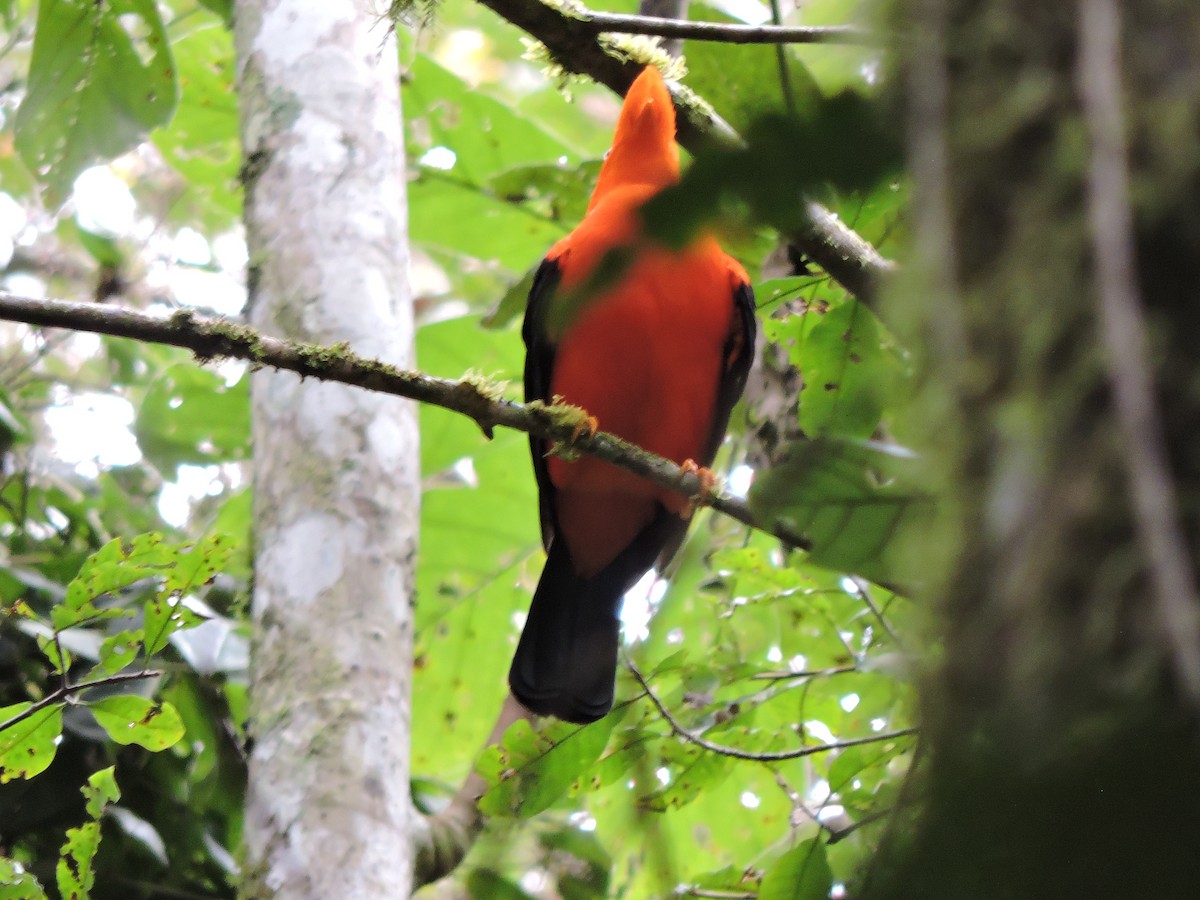 Andean Cock-of-the-rock - Nelly Mayorca