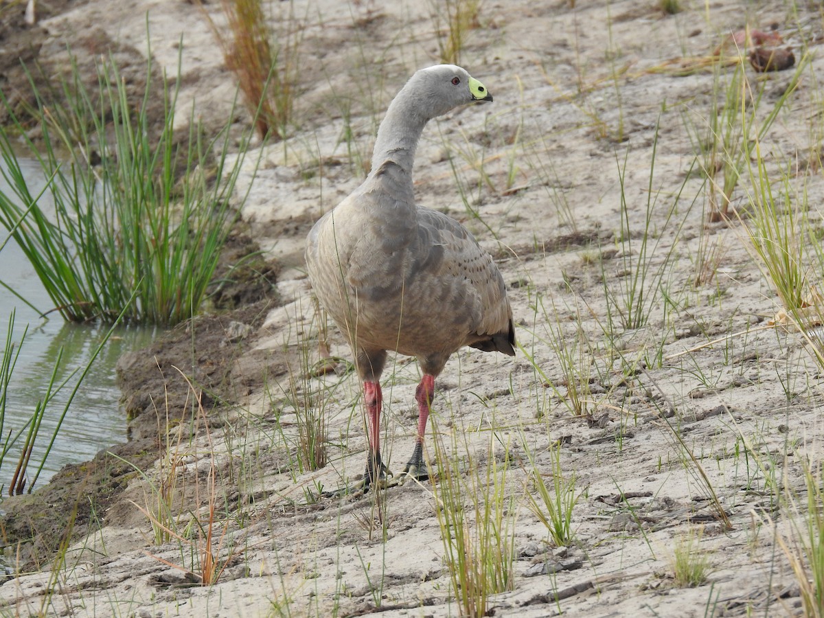 Cape Barren Goose - sharon dodd