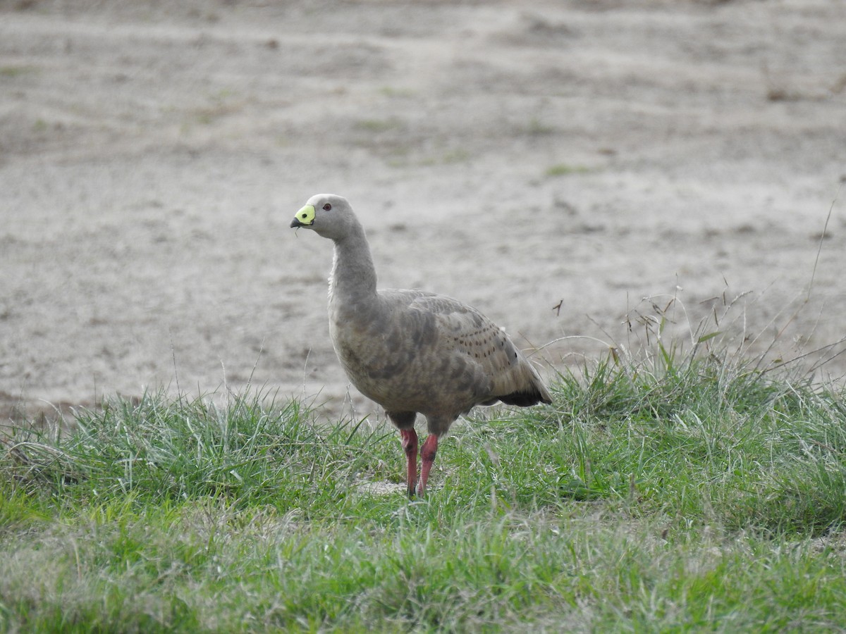 Cape Barren Goose - sharon dodd