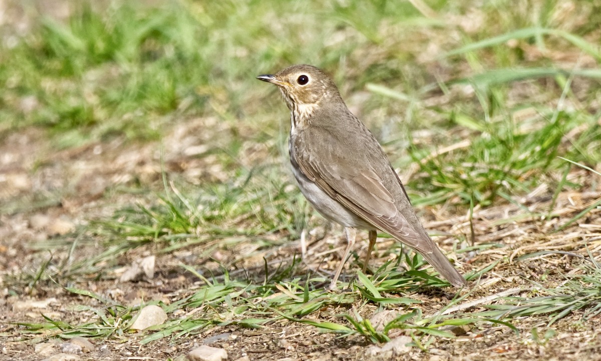 Swainson's Thrush (Olive-backed) - Joel Weatherly