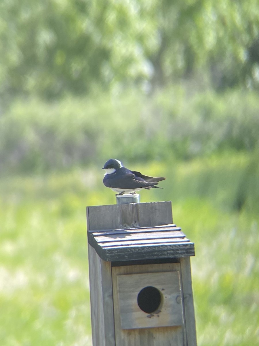 Tree Swallow - James Kachline