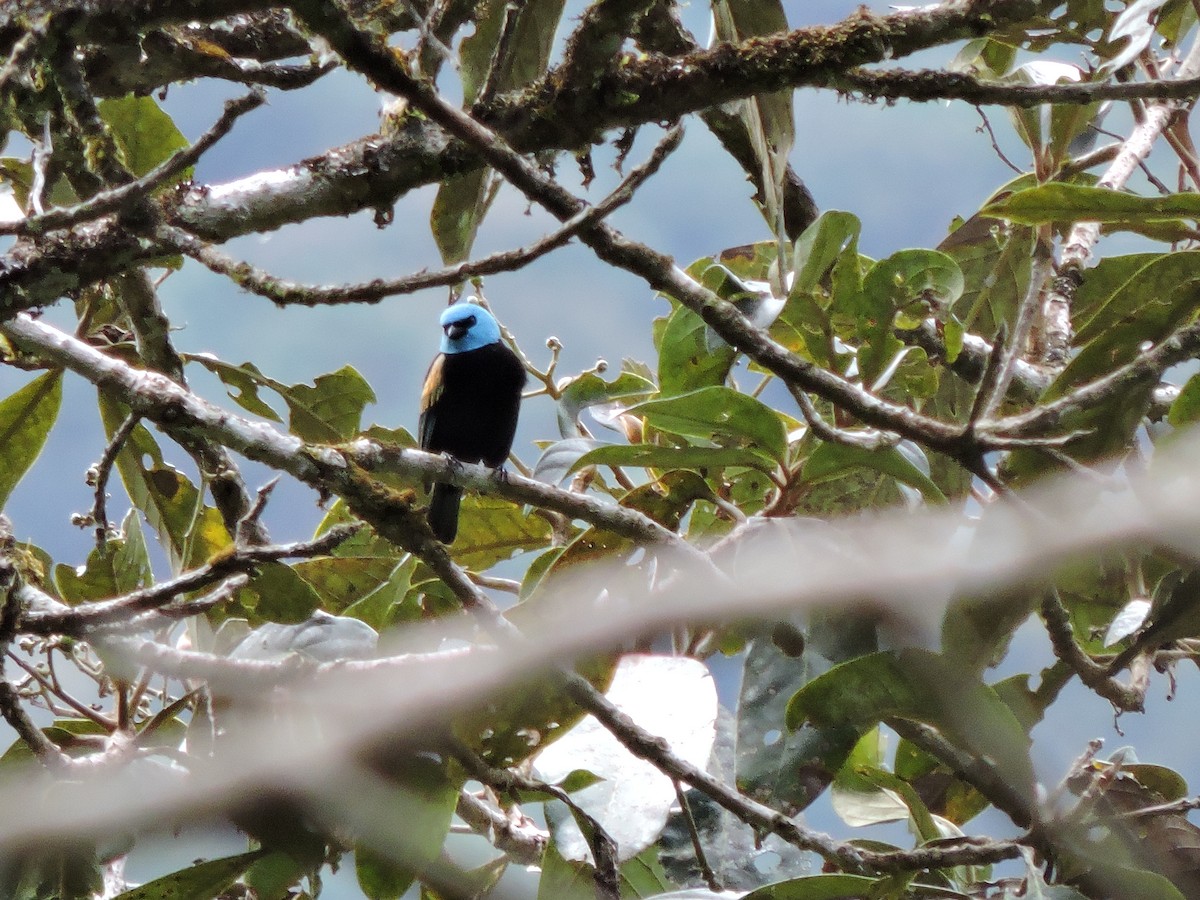 Blue-browed Tanager - ML619264148