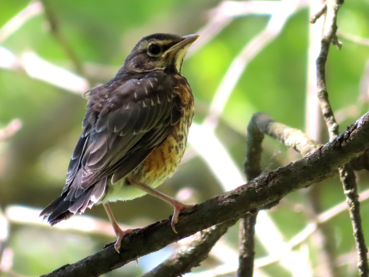 American Robin - ML619264162