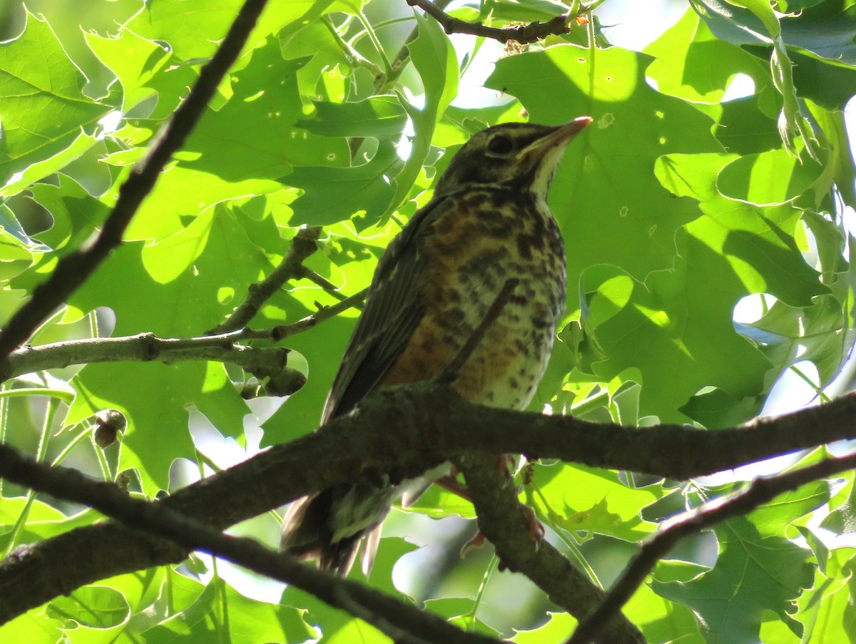 American Robin - ML619264163