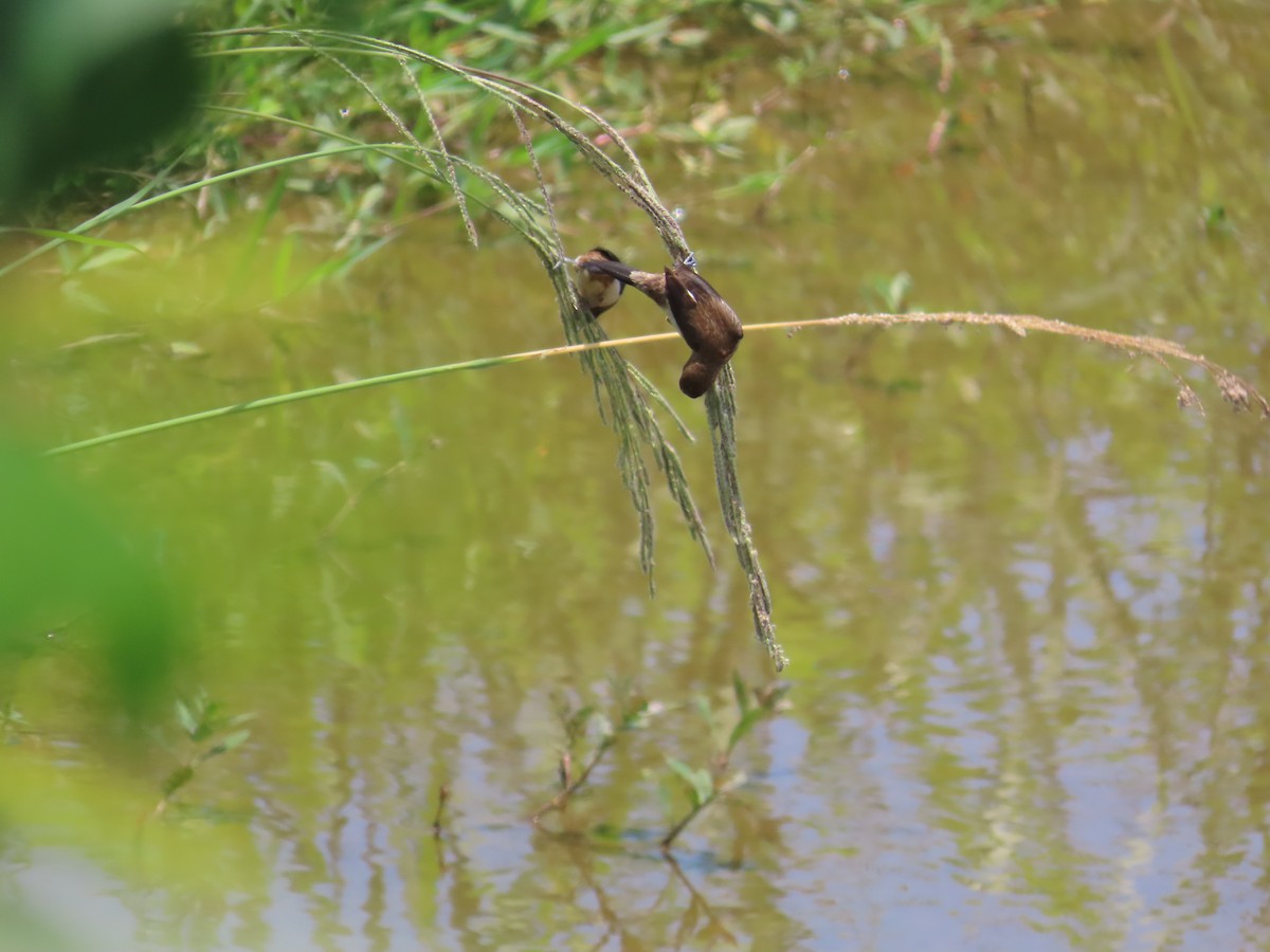 White-rumped Munia - 韋勳 陳