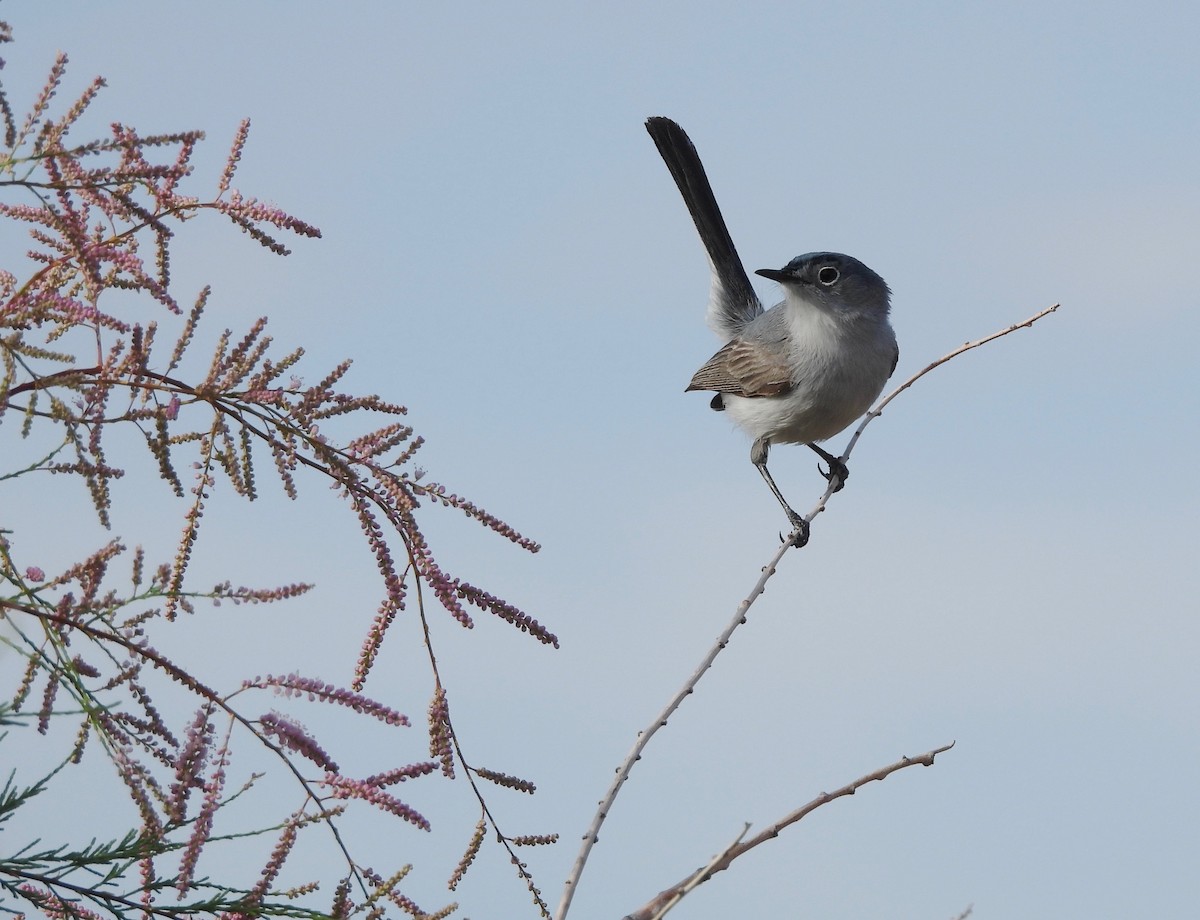 Blue-gray Gnatcatcher - Kimberly Beck