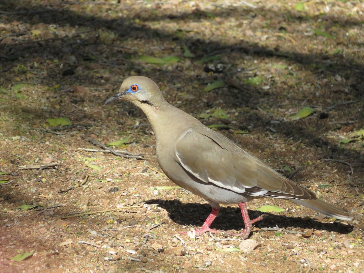 White-winged Dove - Allan Burrage