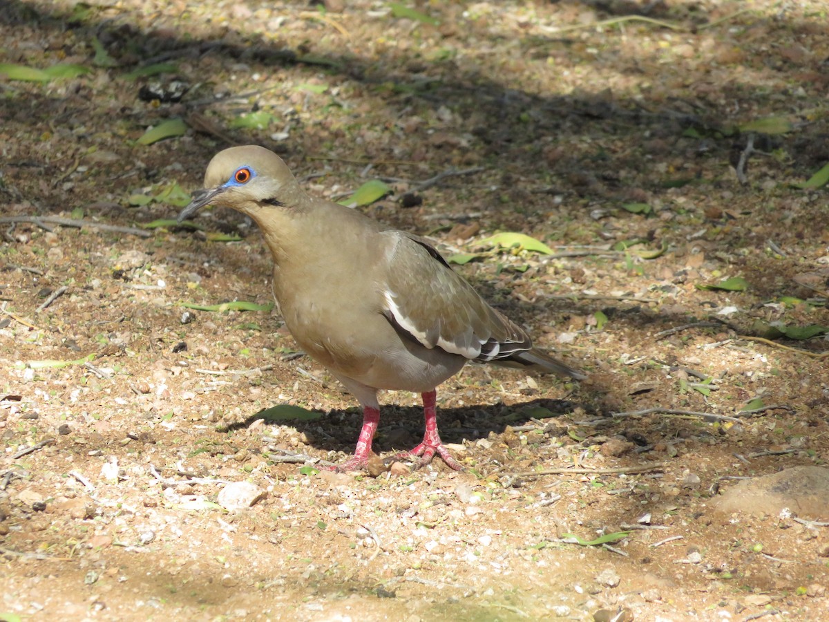 White-winged Dove - Allan Burrage