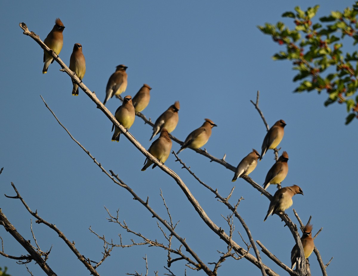 Cedar Waxwing - ML619264199