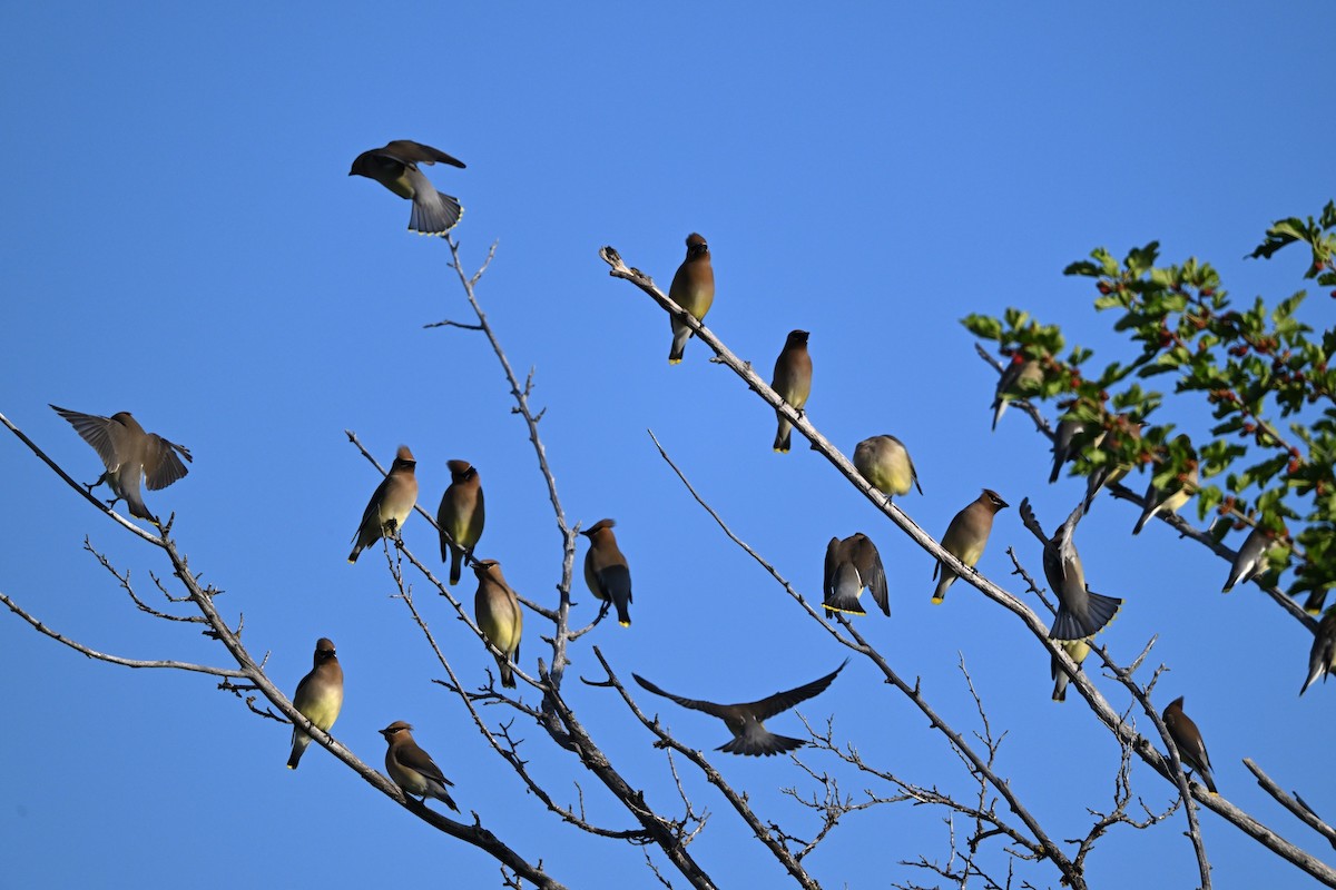 Cedar Waxwing - Larry Jordan