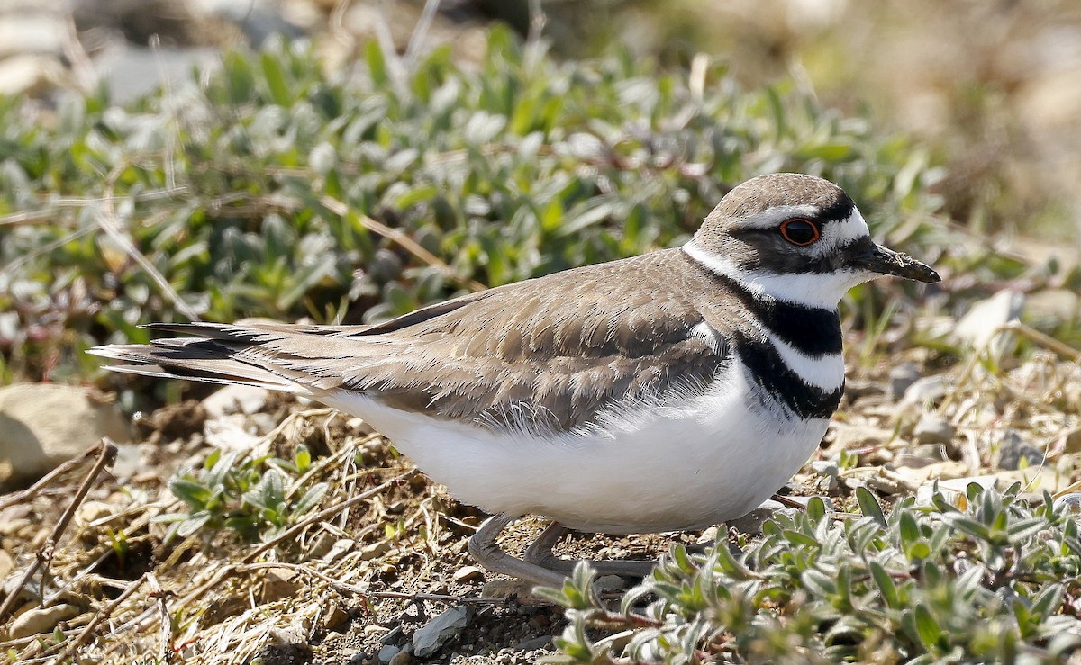 Killdeer - ML619264205