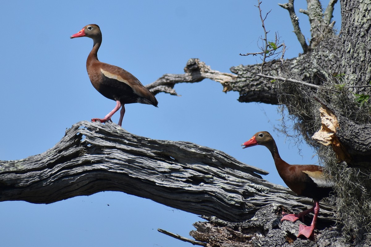 Black-bellied Whistling-Duck - Claire H