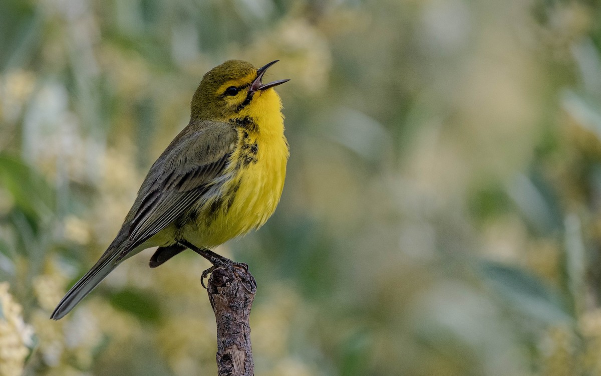 Prairie Warbler - Mandy Roberts