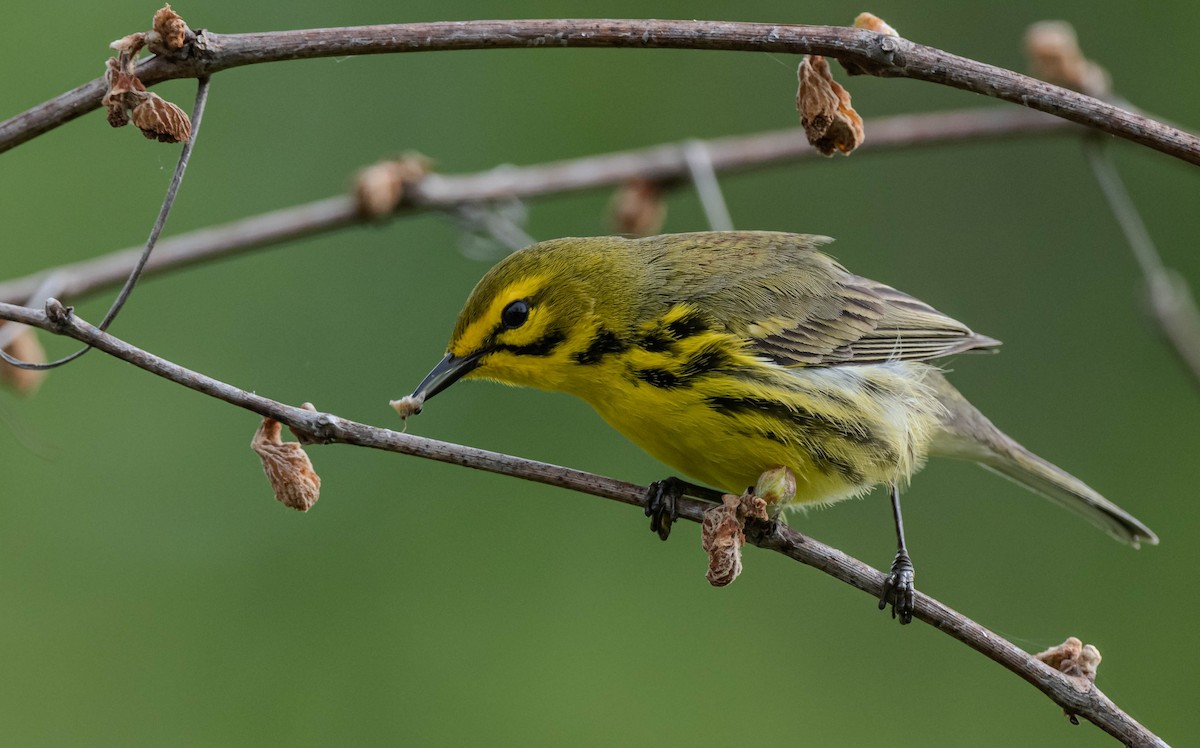 Prairie Warbler - Mandy Roberts