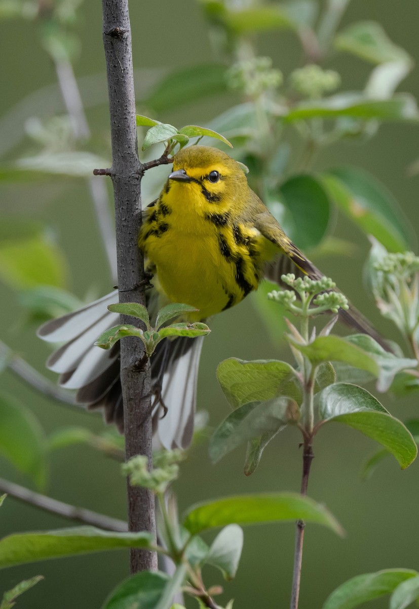Prairie Warbler - Mandy Roberts