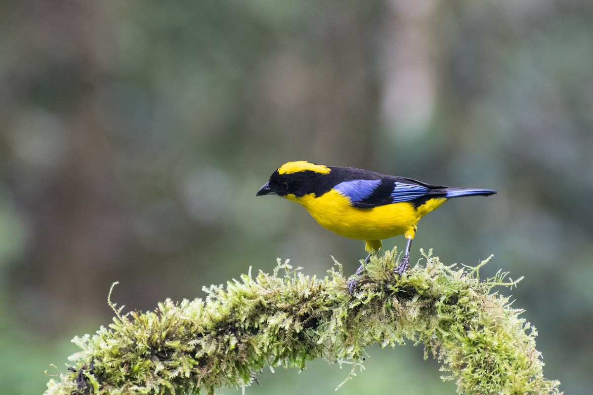 Blue-winged Mountain Tanager - Camila Zapata