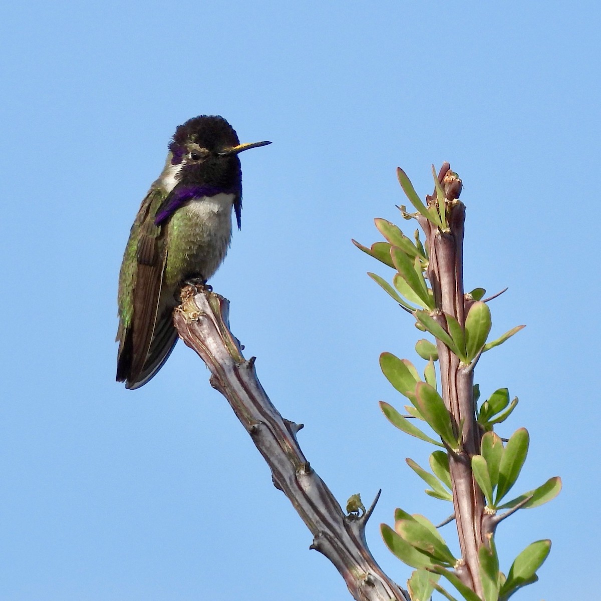 Costa's Hummingbird - Kimberly Beck