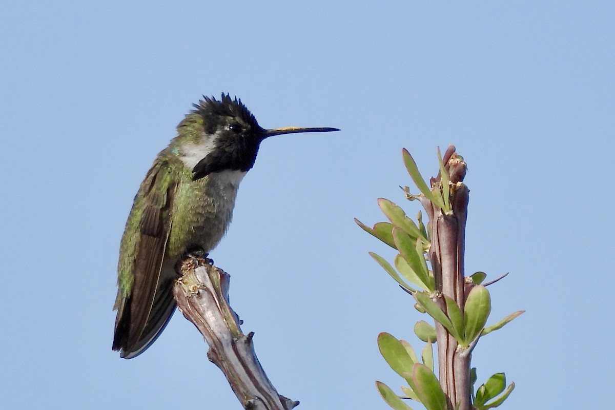 Costa's Hummingbird - Kimberly Beck