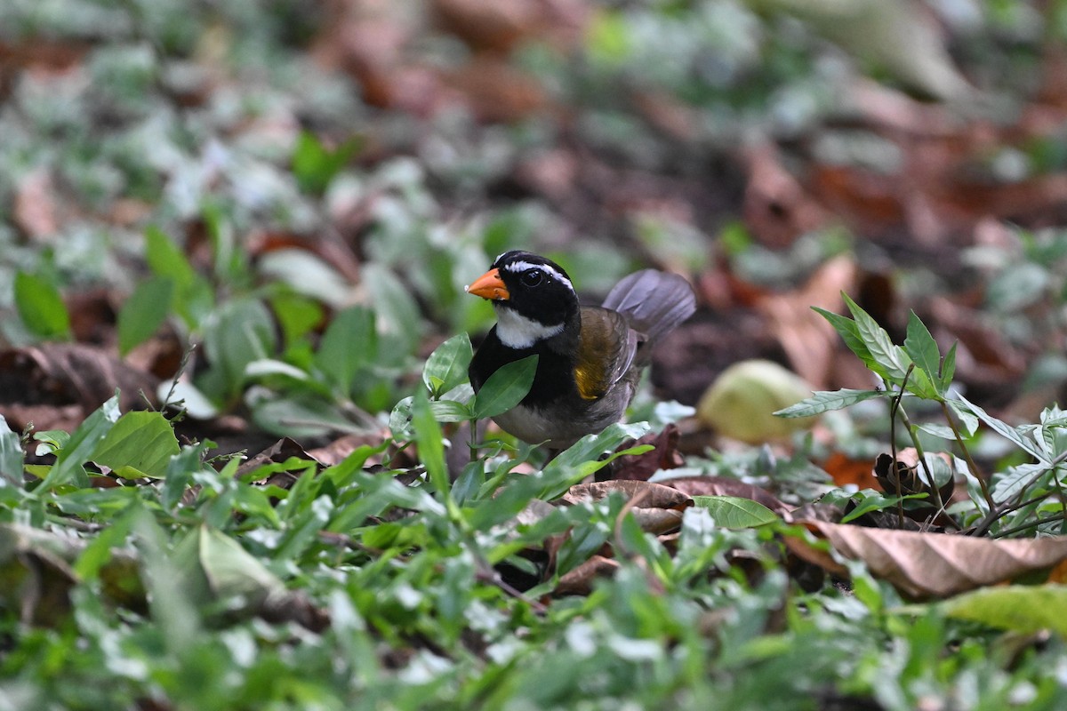 Orange-billed Sparrow - D T