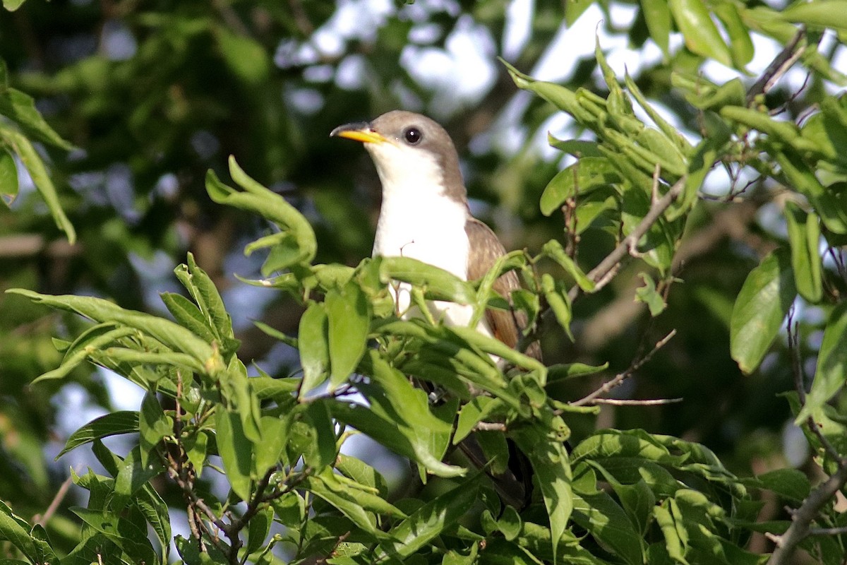 Yellow-billed Cuckoo - ML619264257