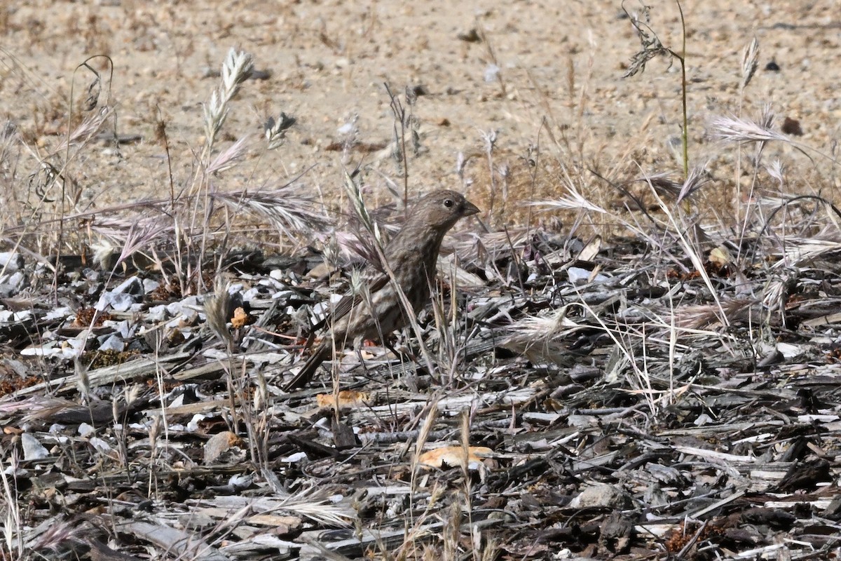 House Finch - Larry Jordan