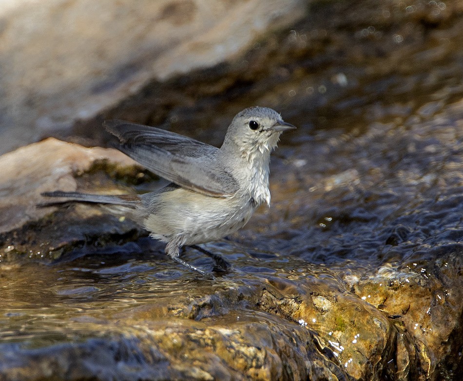 Lucy's Warbler - ML619264268