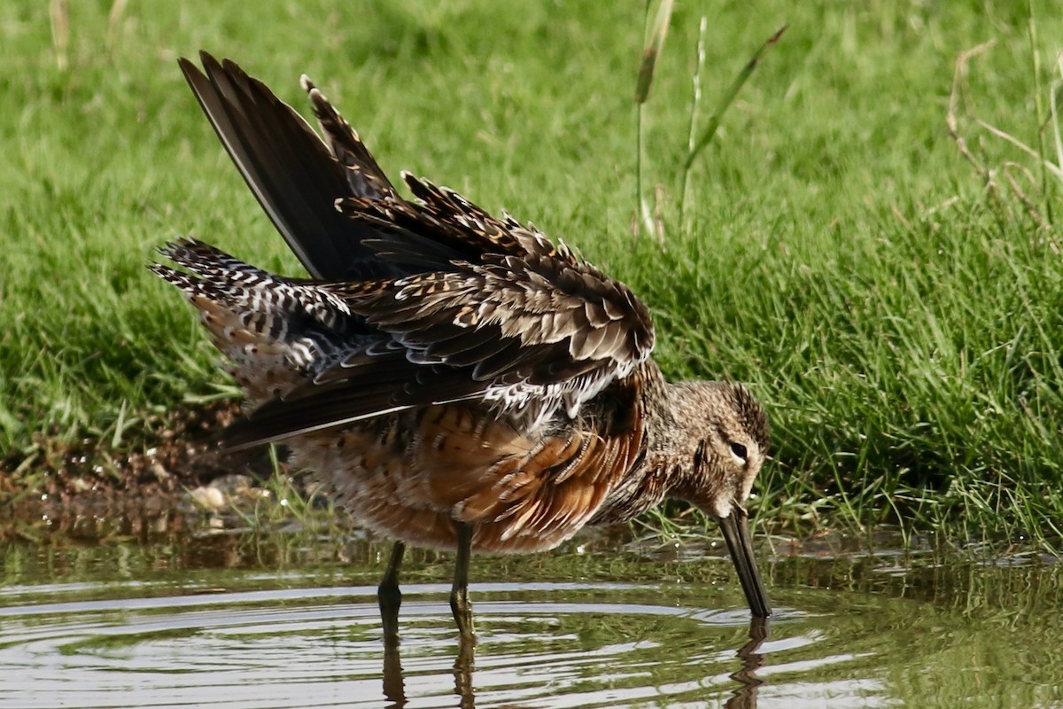 Long-billed Dowitcher - Ronald Newhouse