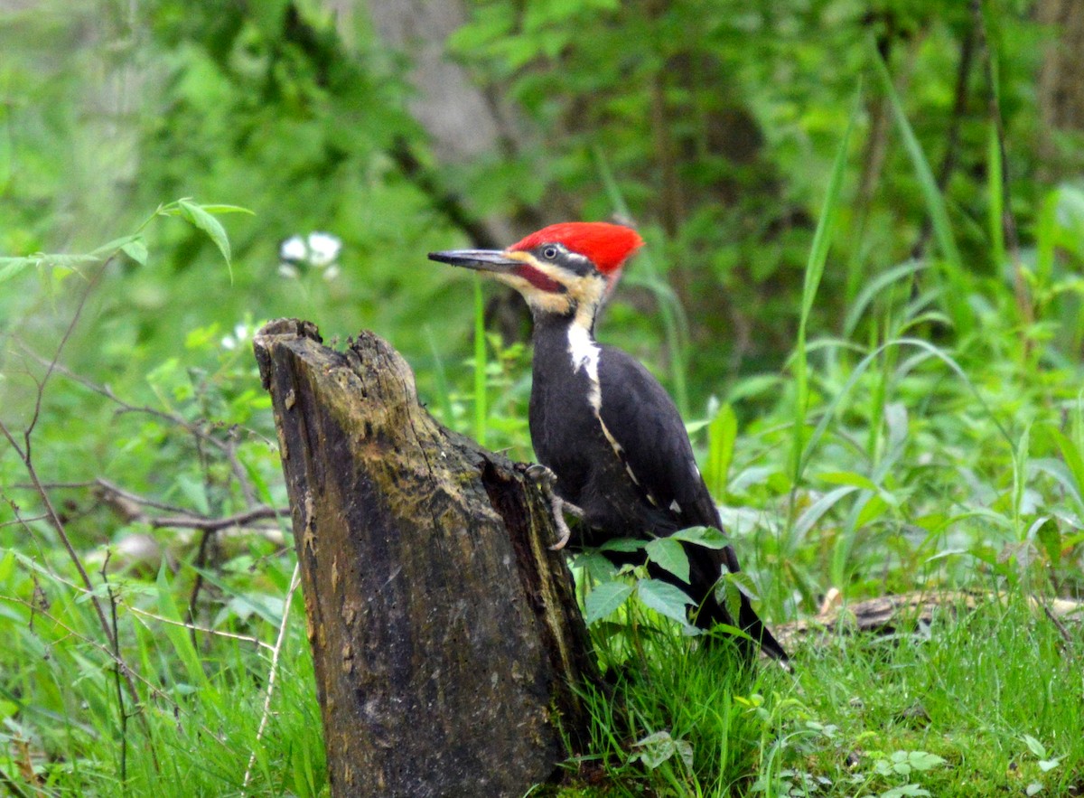 Pileated Woodpecker - Roland Stuckey