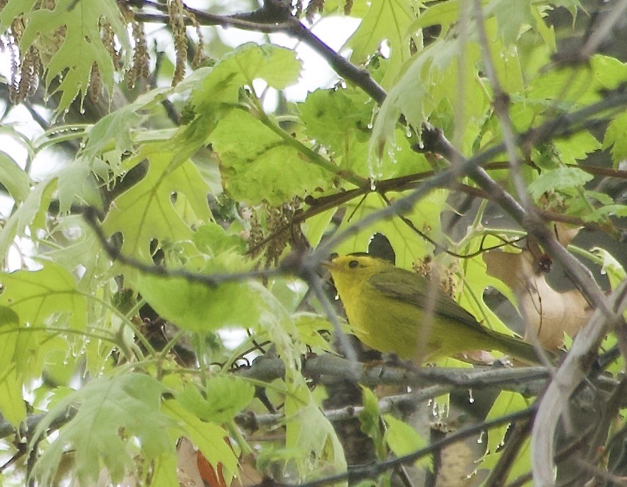 Wilson's Warbler - Jerry Horak