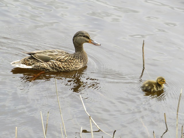 Mallard - Mary Conant