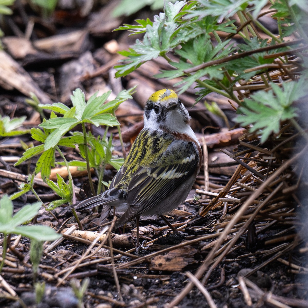 Chestnut-sided Warbler - ML619264328