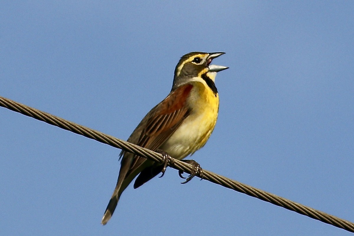 Dickcissel d'Amérique - ML619264348