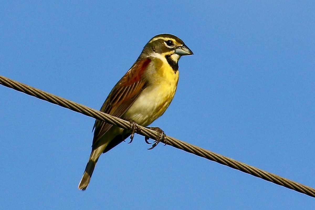 Dickcissel - Ronald Newhouse
