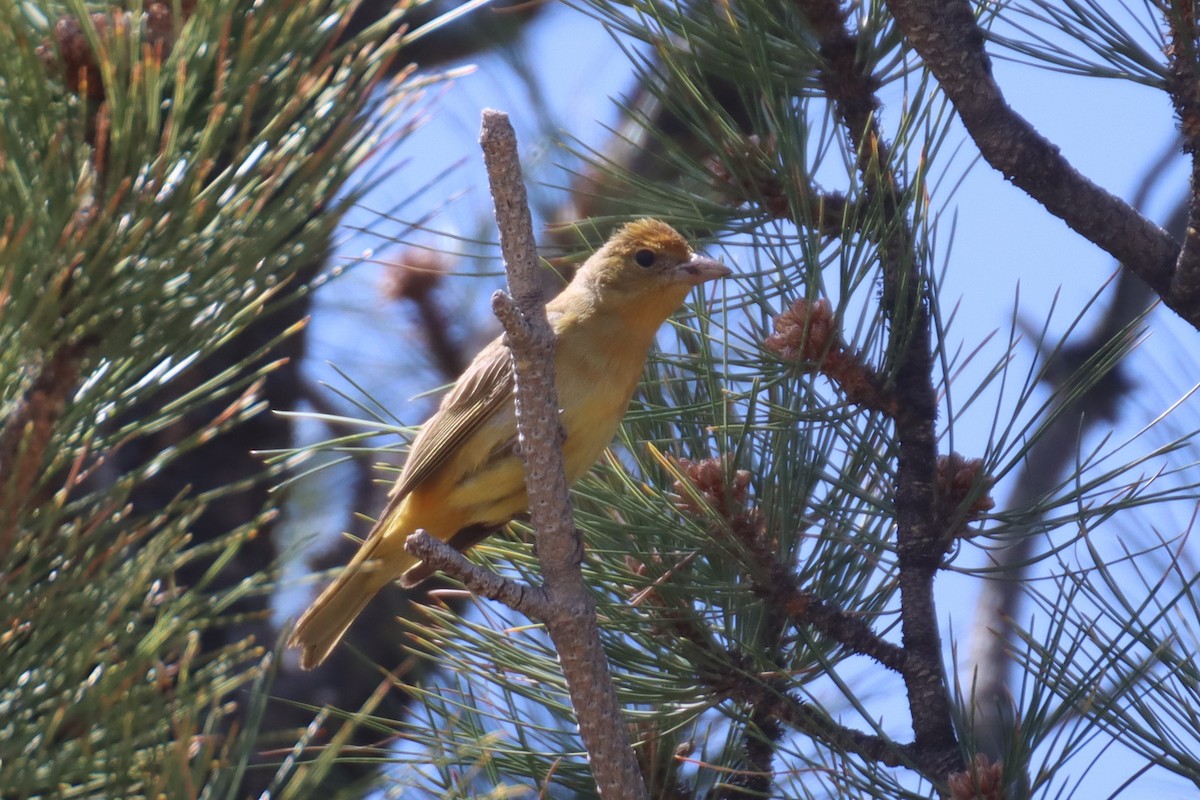 Summer Tanager - ML619264350